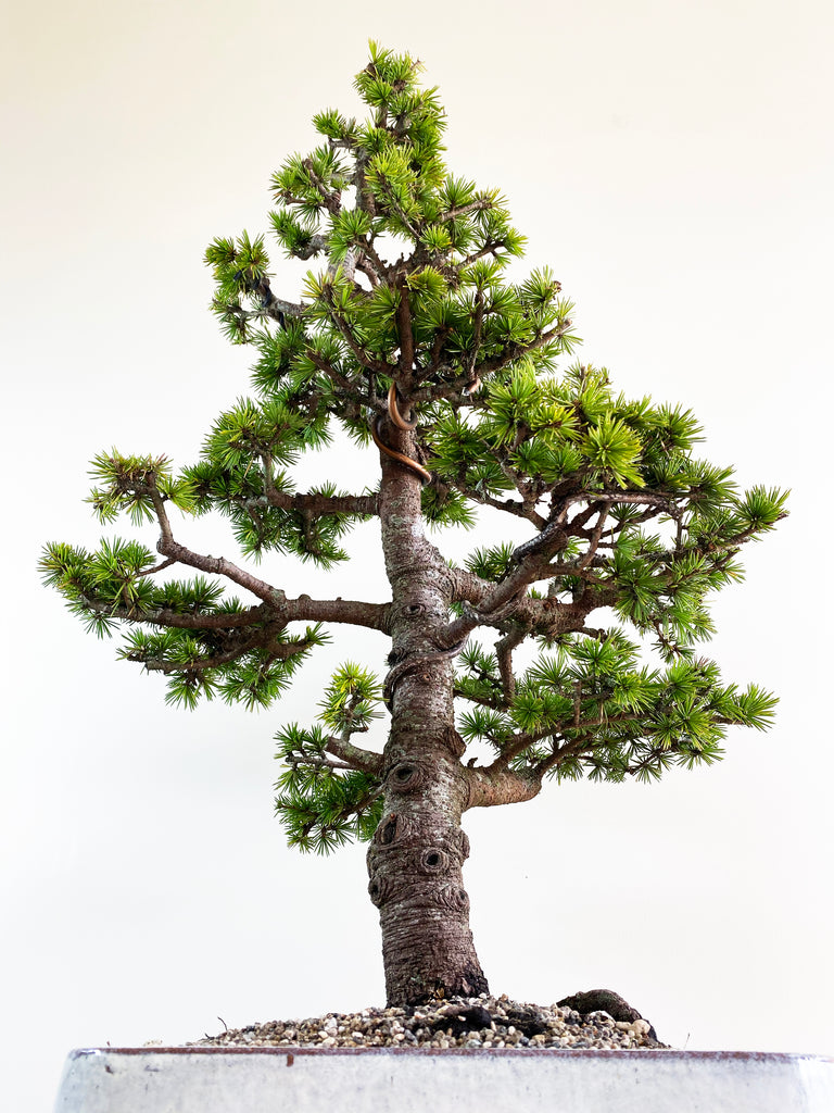 Atlas Cedar Formal Minigardens Bonsai Nz