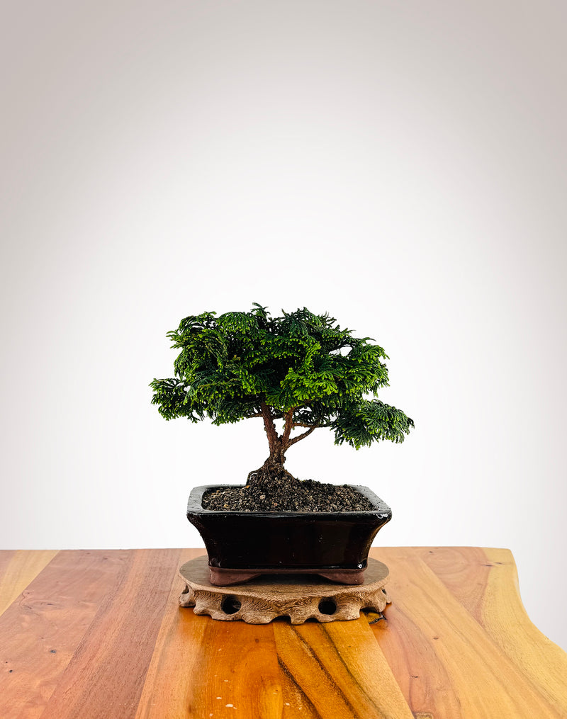 Japanese Cypress (XS000)