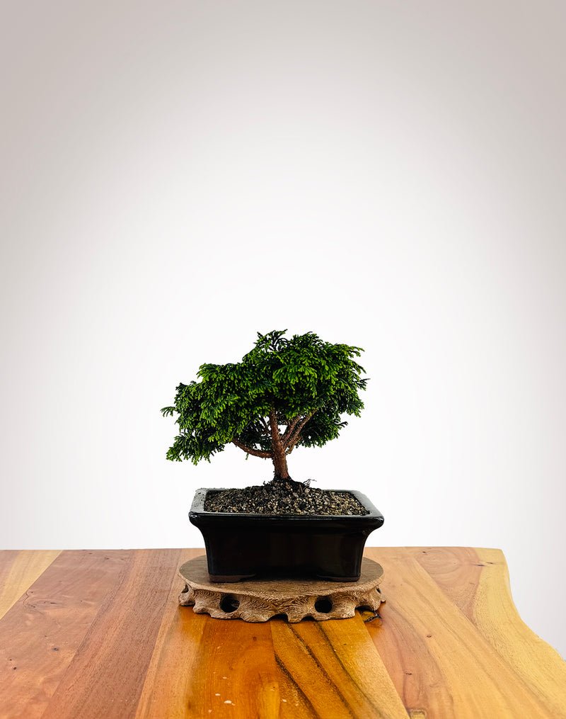 Japanese Cypress (XS002)