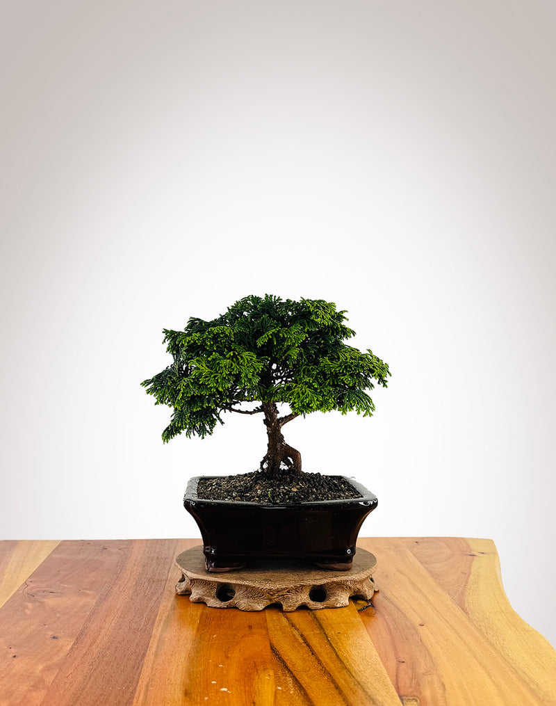 Japanese Cypress (XS005)