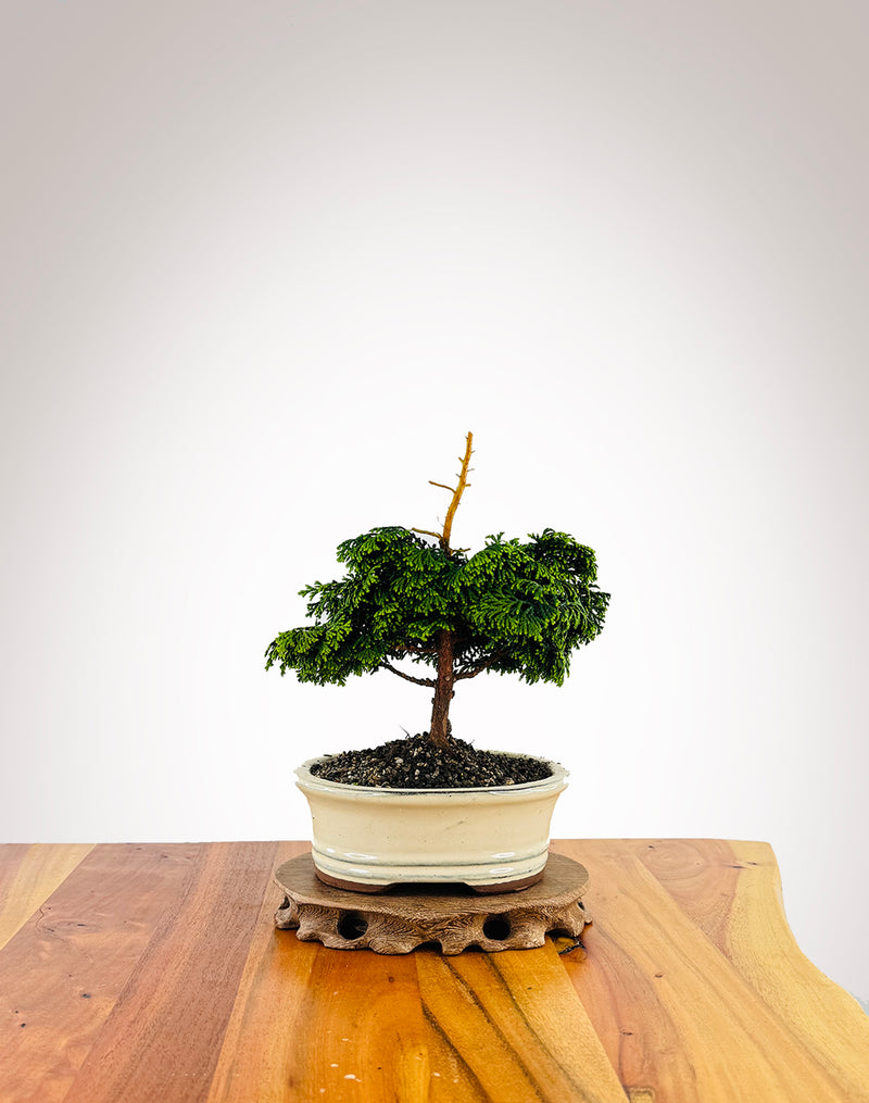 Japanese Cypress (XS006)