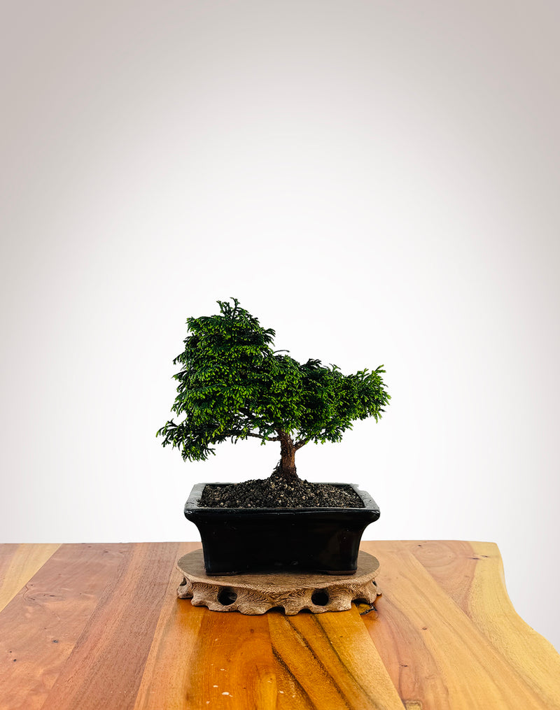 Japanese Cypress (XS007)