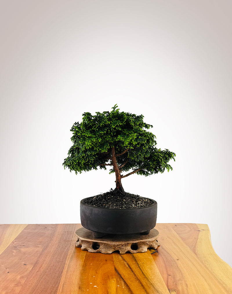 Japanese Cypress (XS009)