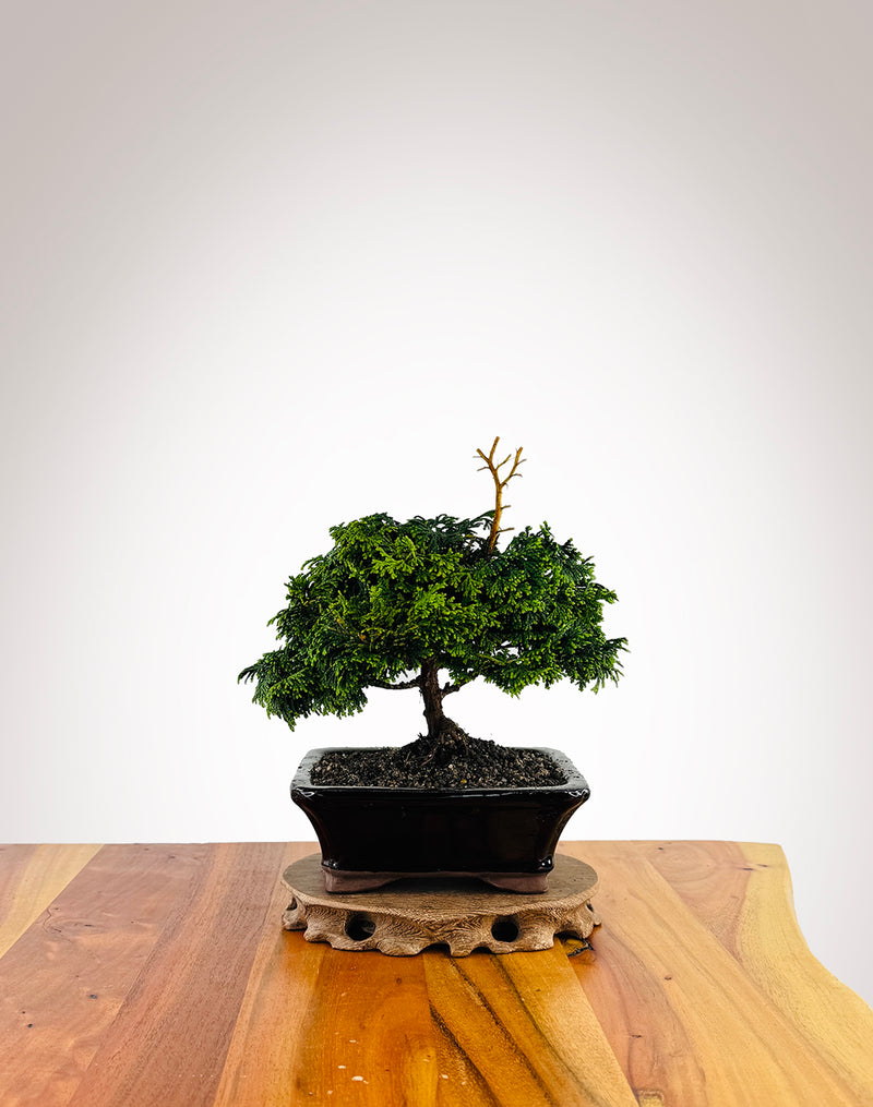 Japanese Cypress (XS012)