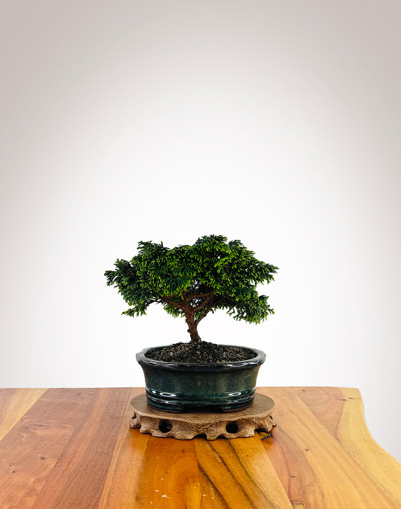 Japanese Cypress (XS013)