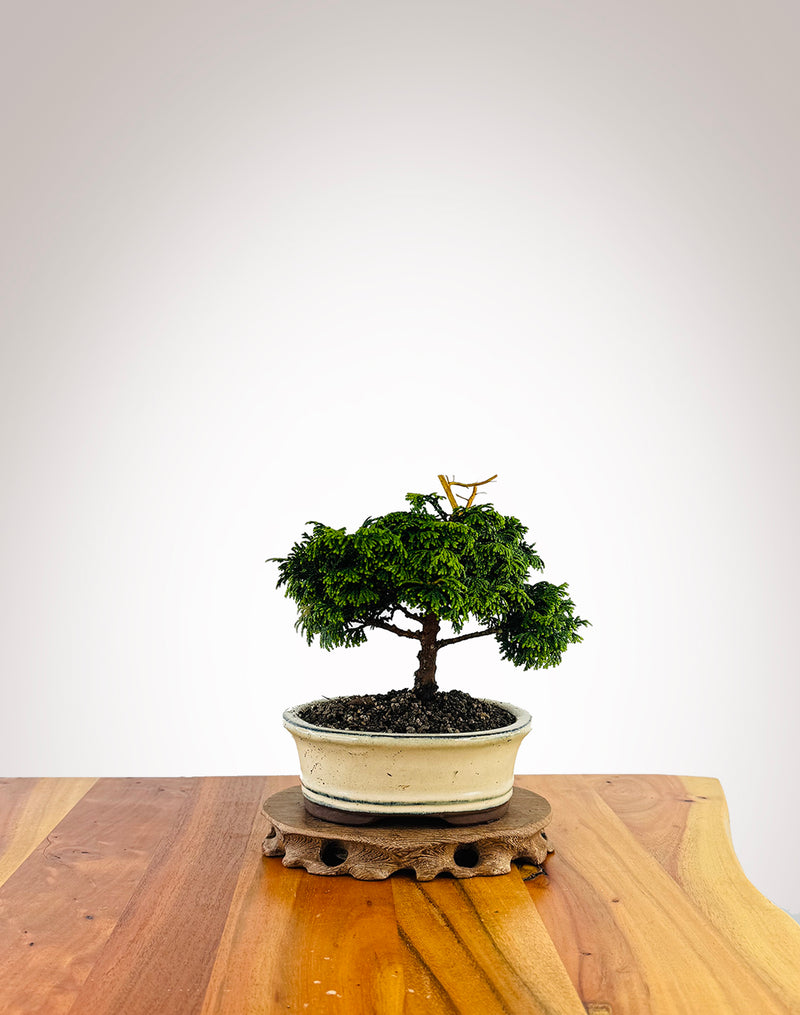 Japanese Cypress (XS014)