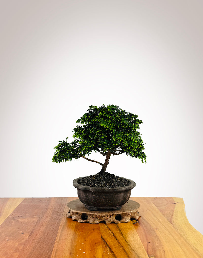 Japanese Cypress (XS015)