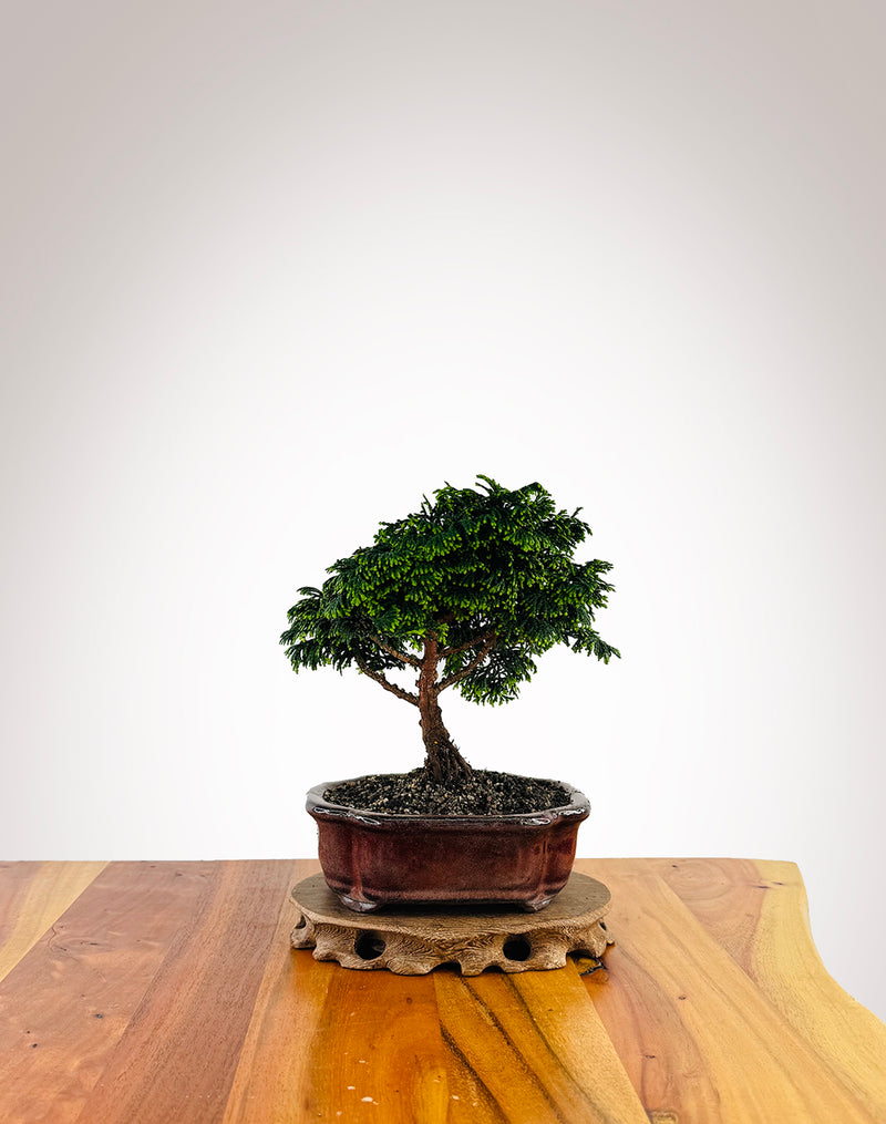 Japanese Cypress (XS016)