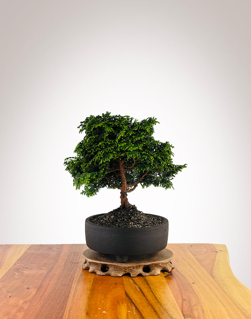 Japanese Cypress (XS017)