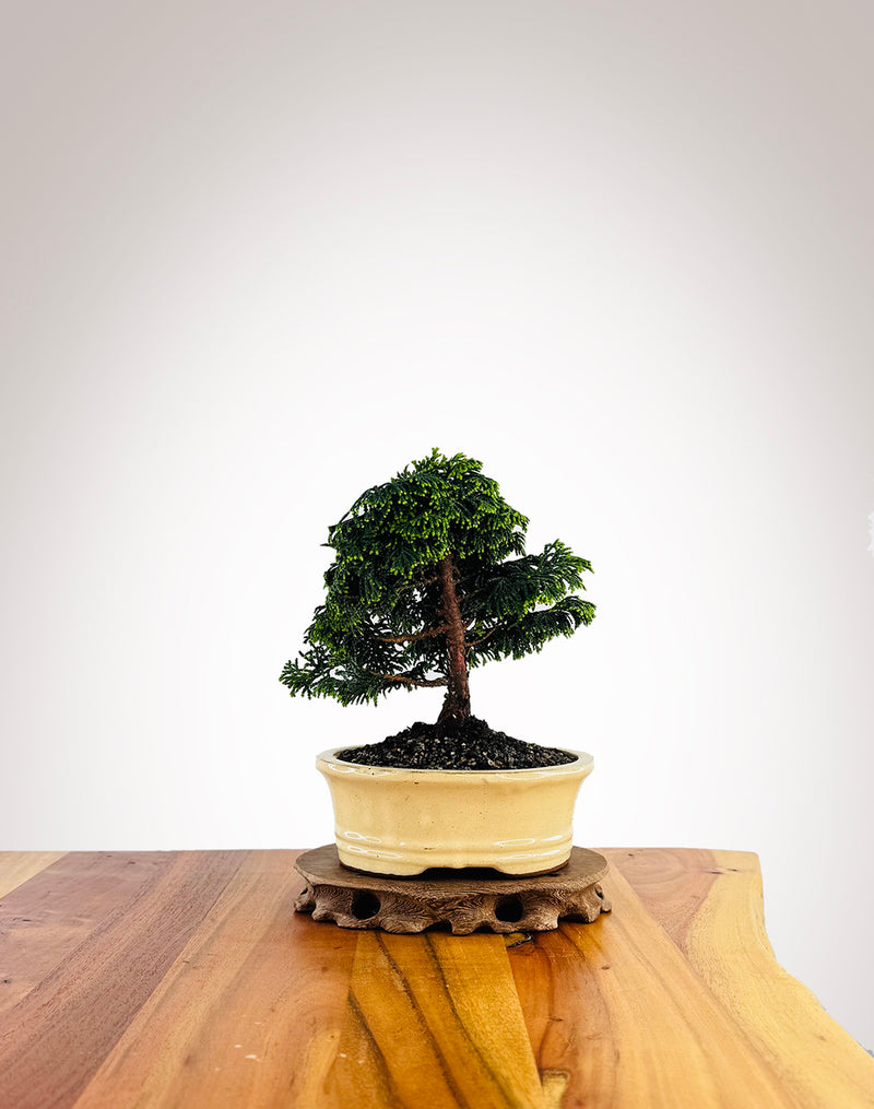 Japanese Cypress (XS036)