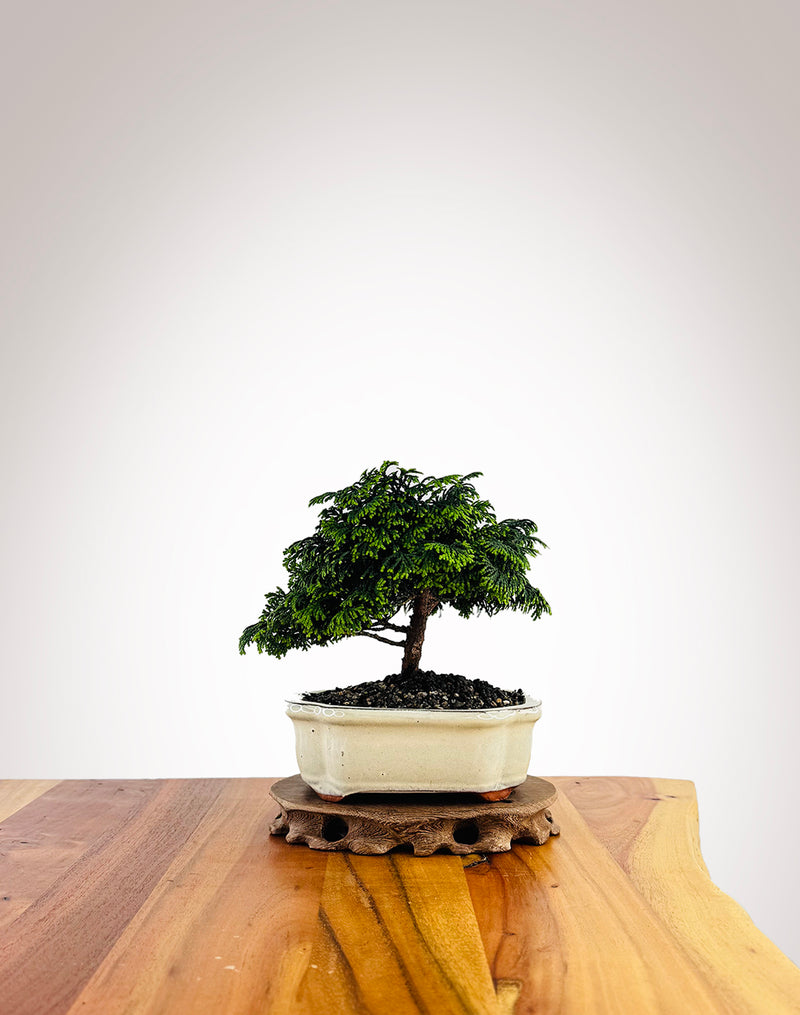 Japanese Cypress (XS038)