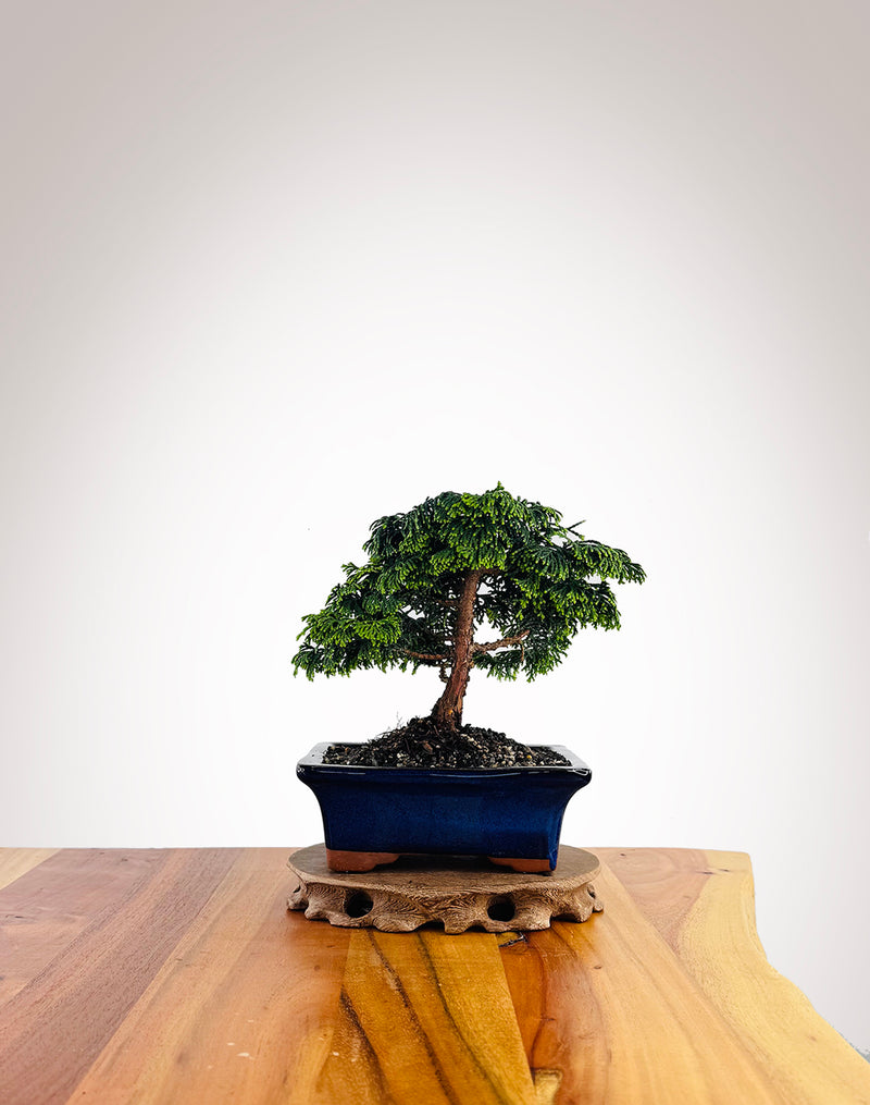 Japanese Cypress (XS044)