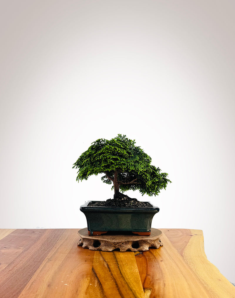 Japanese Cypress (XS046)