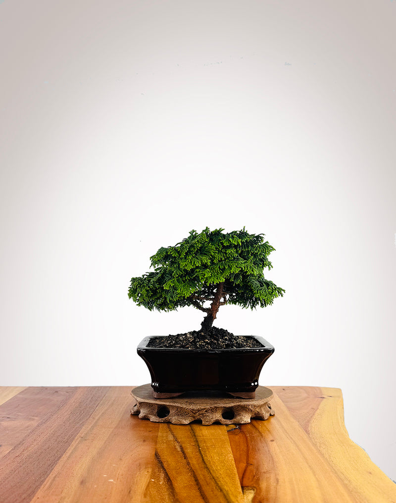 Japanese Cypress (XS047)