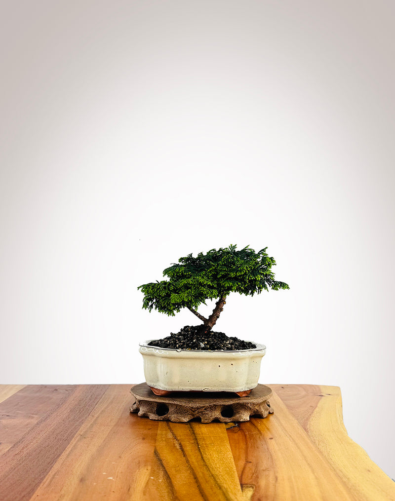 Japanese Cypress (XS049)