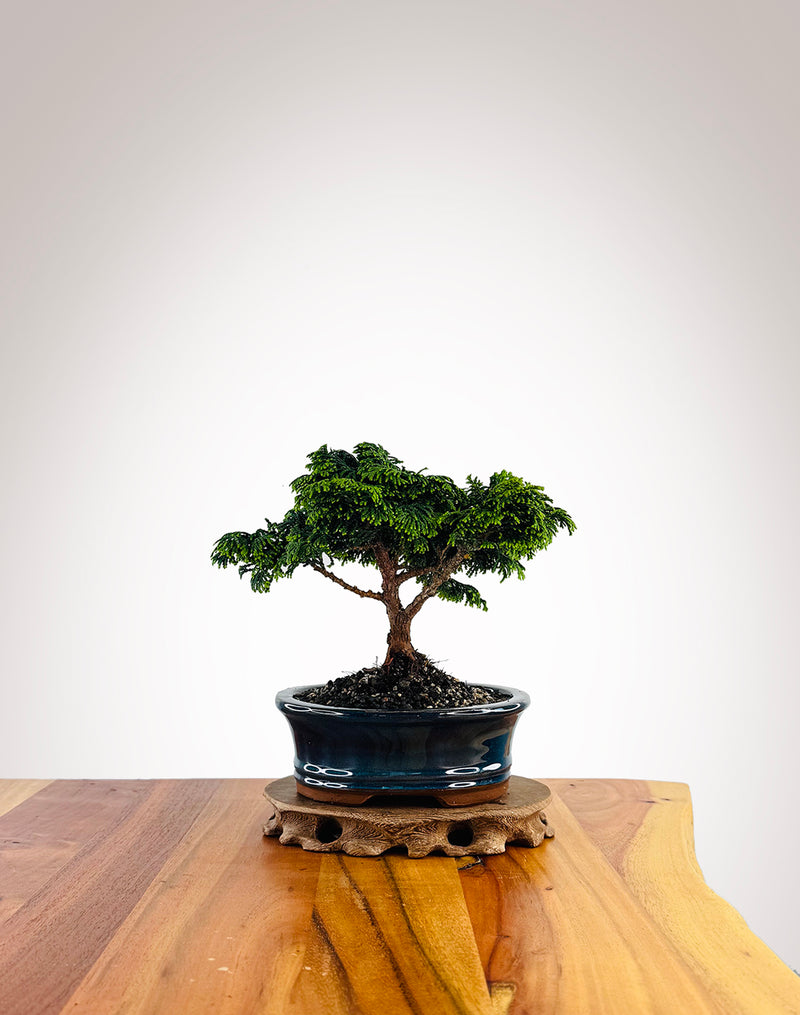 Japanese Cypress (XS050)