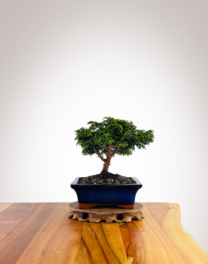 Japanese Cypress (XS051)