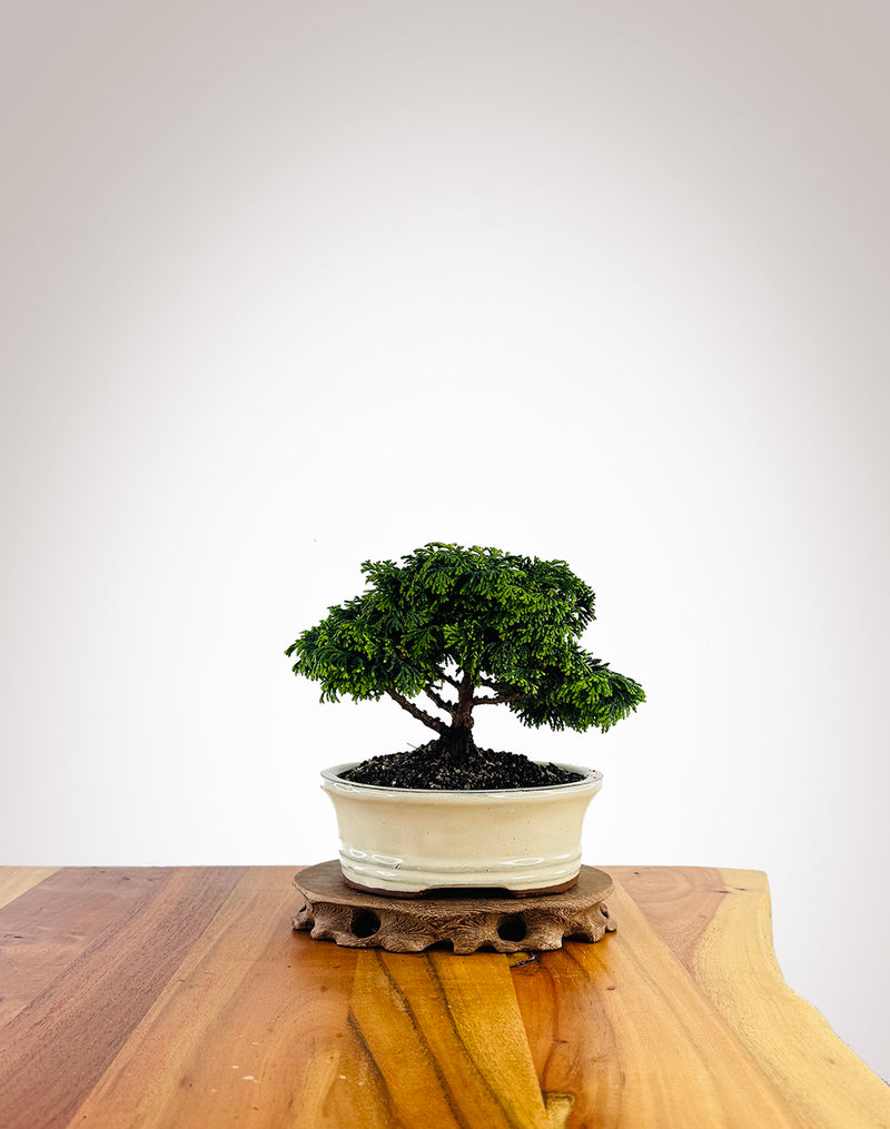 Japanese Cypress (XS055)