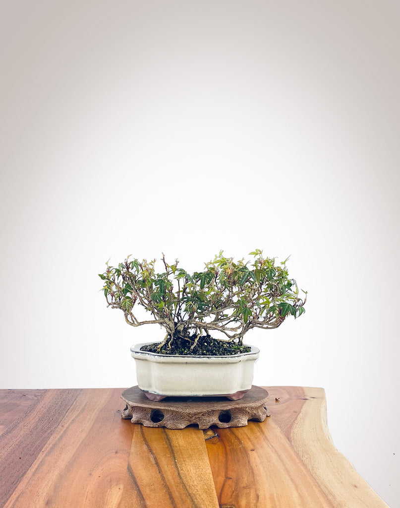 English Ivy (EI2308008) – MiniGardens Bonsai NZ