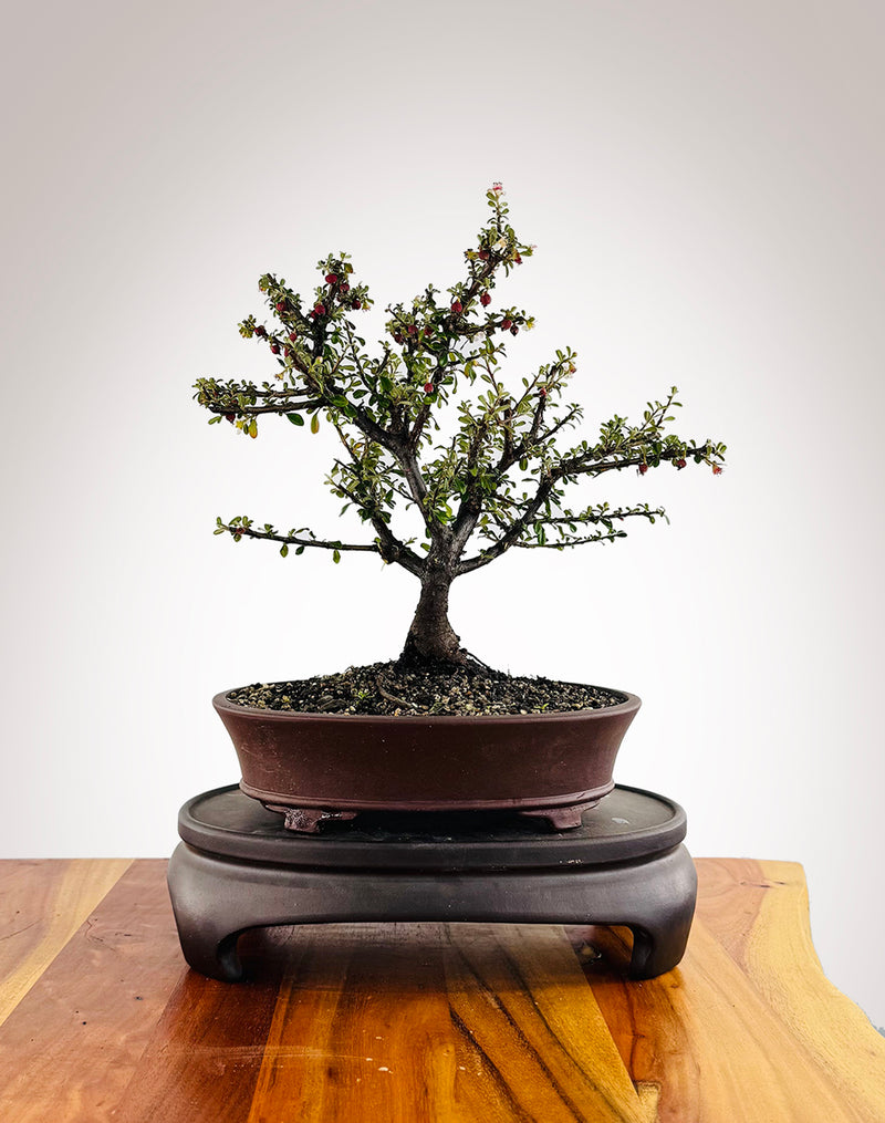 Cotoneaster (CT2501005)