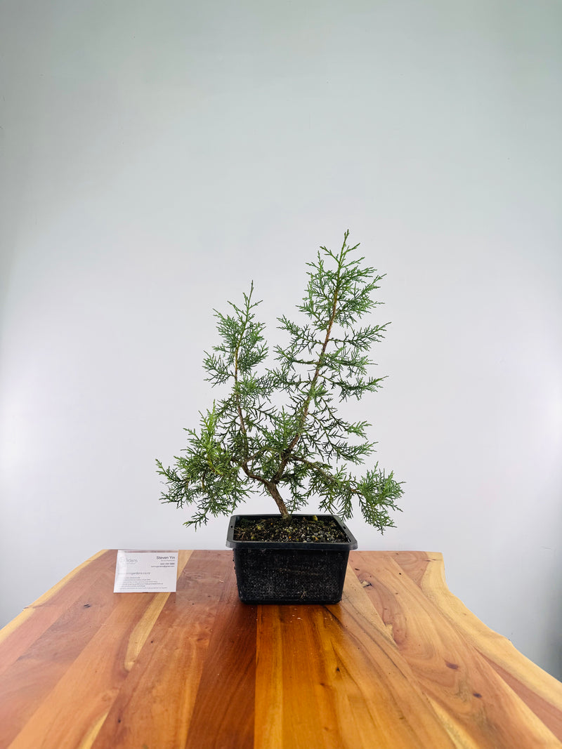 Himalayan Cypress