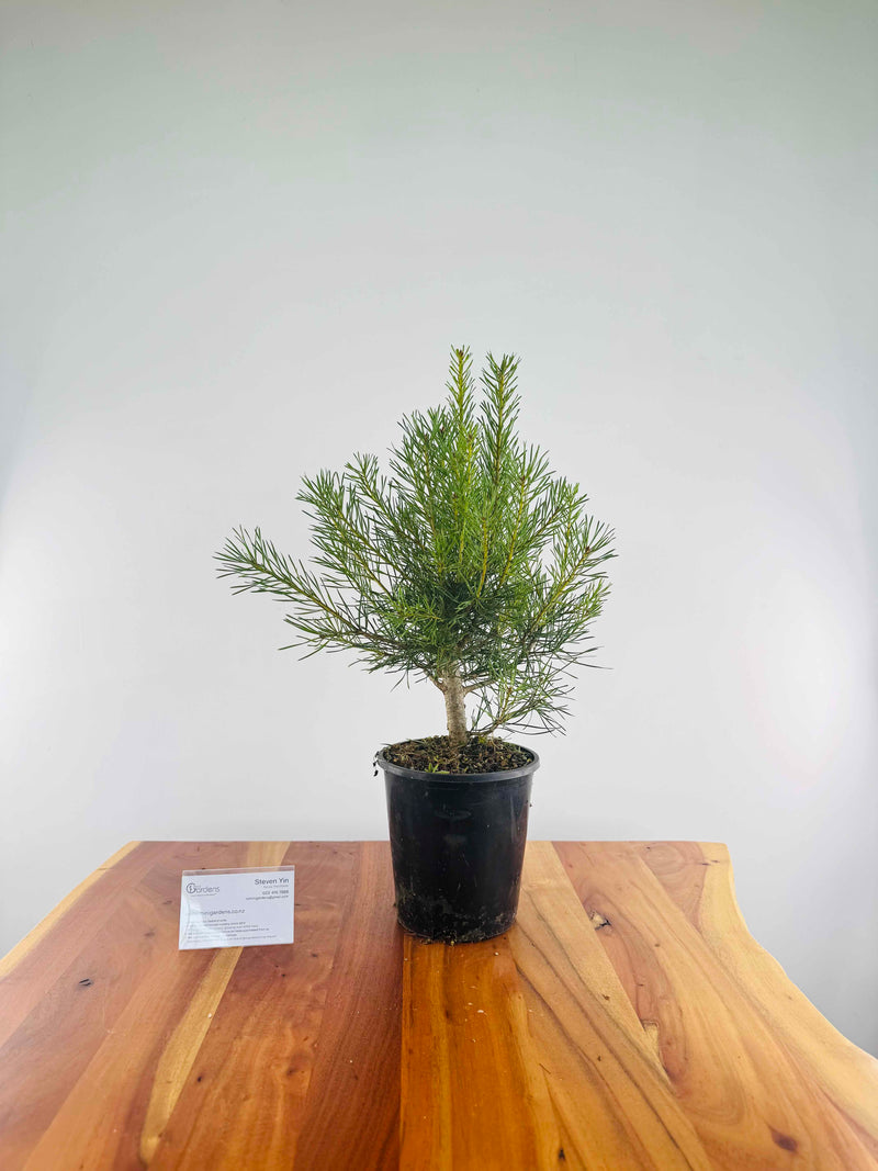 Scots Pine