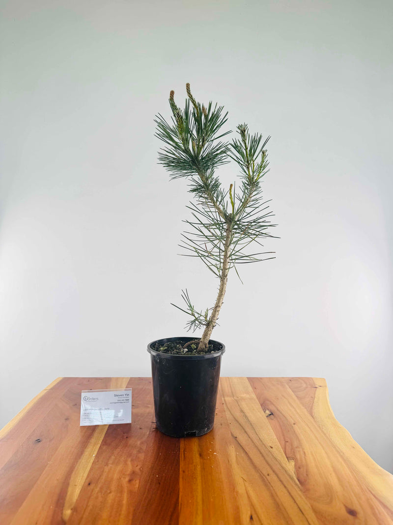 Japanese Black Pine