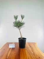 Japanese Black Pine