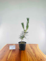 Japanese Black Pine