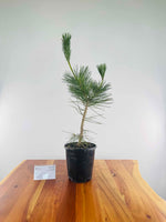 Japanese Black Pine