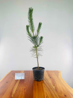 Japanese Black Pine