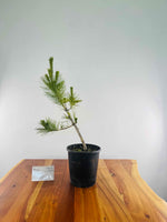 Japanese Black Pine