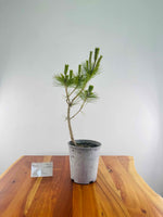 Japanese Black Pine