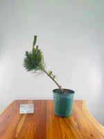 Japanese Black Pine