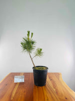 Japanese Black Pine