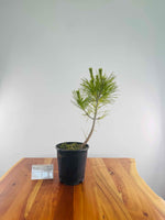 Japanese Black Pine