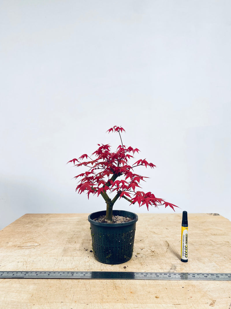 Japanese Red Maple