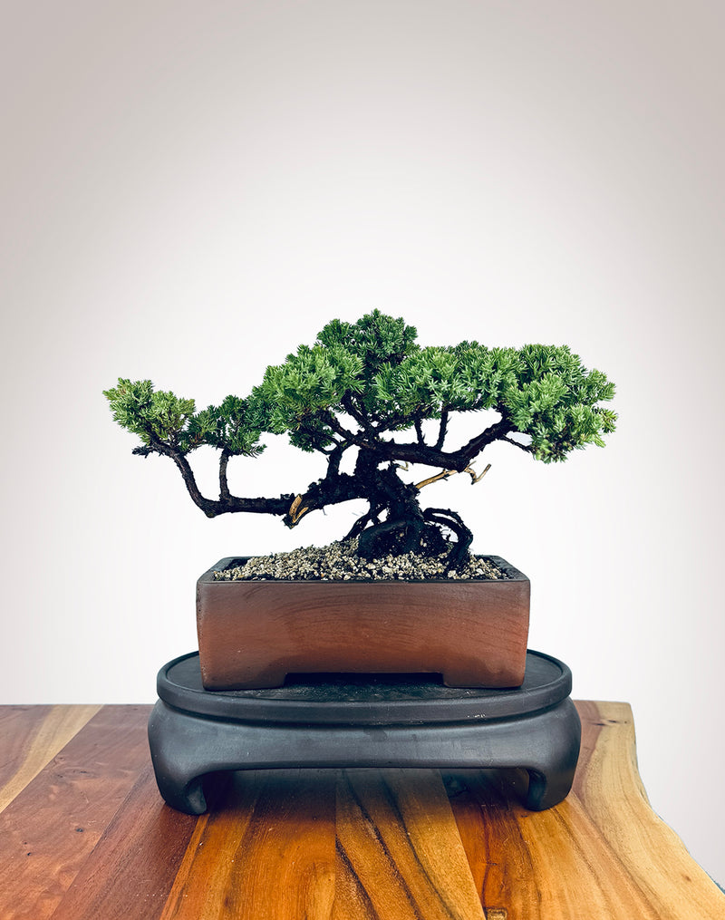 Japanese Juniper (JJ2409017)