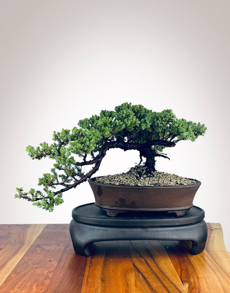 Japanese Juniper (JJ2409018)