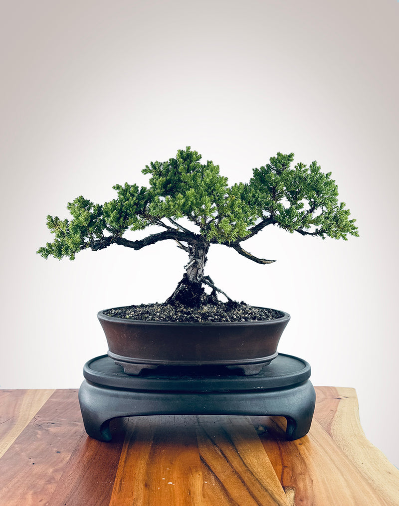 Japanese Juniper (JJ2410012)