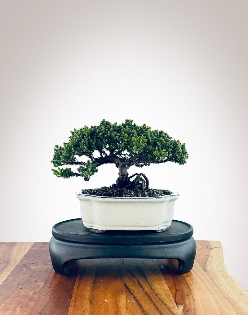 Japanese Juniper (JJ2410013)