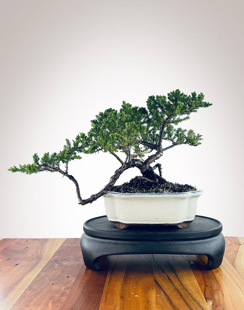 Japanese Juniper (JJ2410014)