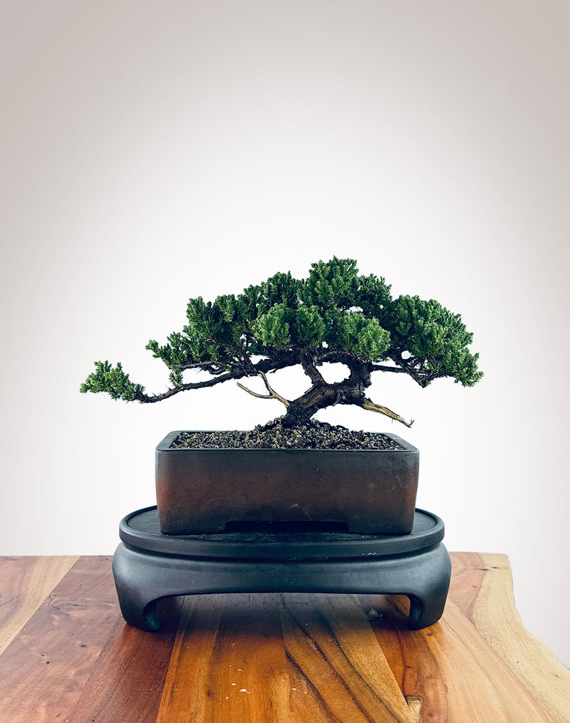 Japanese Juniper (JJ2410015)