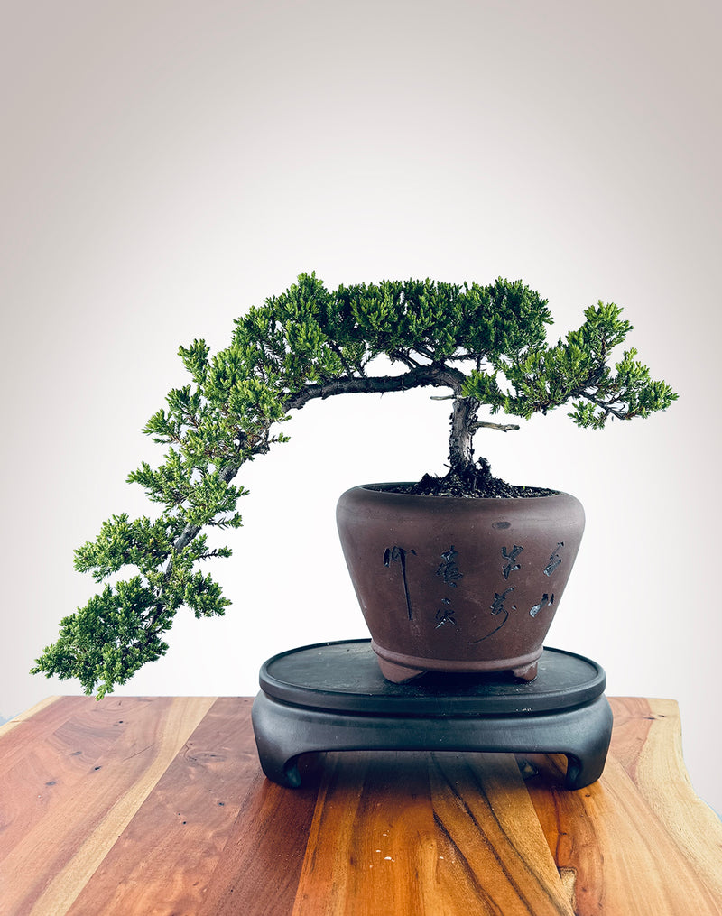 Japanese Juniper (JJ2410016)