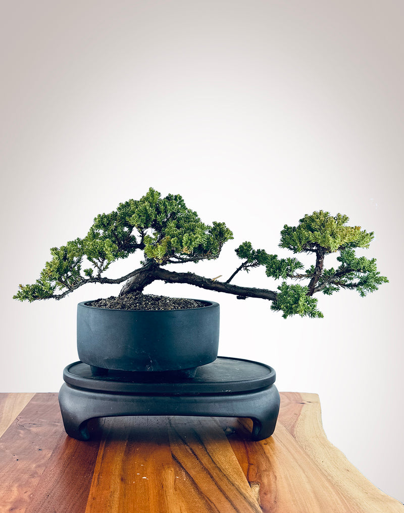 Japanese Juniper (JJ2410017)