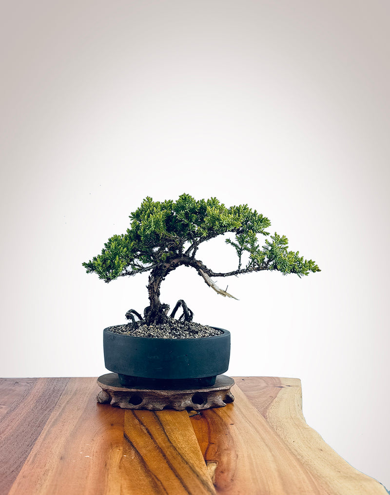 Japanese Juniper (JJ2410018)