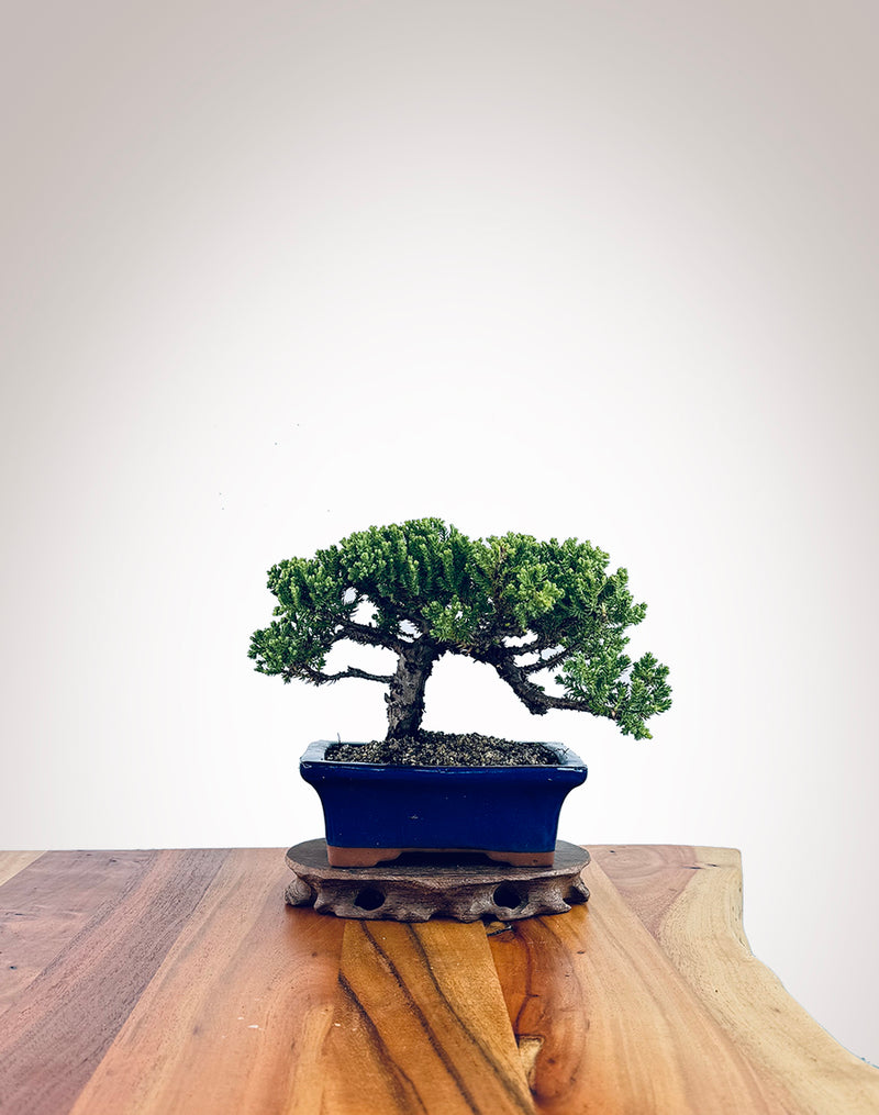 Japanese Juniper (JJ2410019)