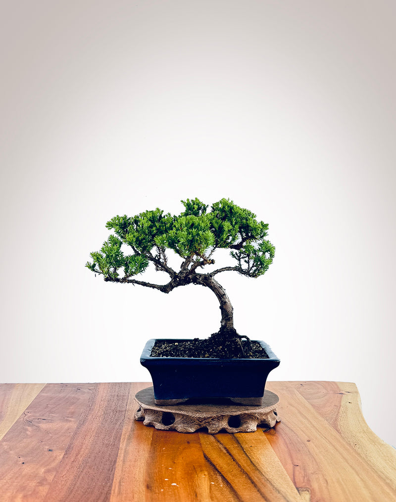 Japanese Juniper (JJ2411002)