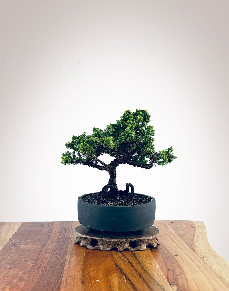 Japanese Juniper (JJ2411004)