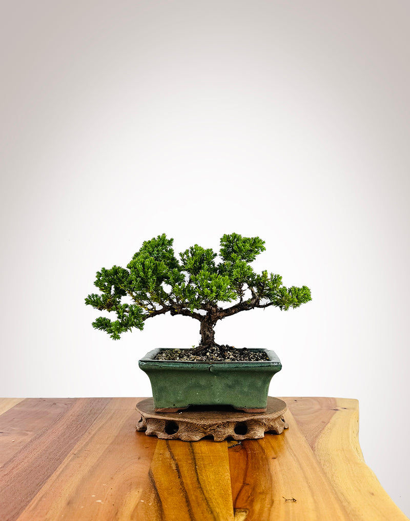 Japanese Juniper (JJ2411018)